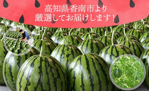 スイカ 定期便 【２回定期便】ルナ・ピエナスイカ(大玉) 1玉 Wyu-0041