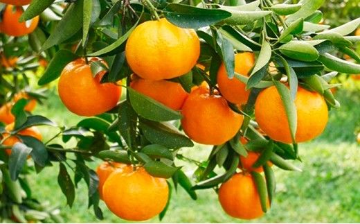 数量限定 順次発送 ポンカン 10kg 24000円 ぽんかん 国産 みかん mikan 蜜柑 ミカン 産地直送 農家直送 期間限定 特産品 ギフト プレゼント ゼリー ジュース アイス 冷凍 みかん 等に 人気 限定 甘い フルーツ 果物 柑橘 美味しい おいしい 小玉 含む ジューシー サイズ ミックス 吉田農園 愛南町 愛媛県