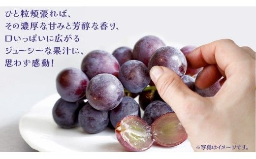 【 訳あり 】 巨峰 2kg 【2026年10月上旬発送開始】(茨城県共通返礼品：大子町) ぶどう 葡萄 ブドウ フルーツ 果物 スイーツ わけあり ワケあり ご自宅用 ご家庭用 自分用