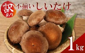しいたけ 訳あり 不揃い 生しいたけ 1kg 生 シイタケ 椎茸 大ぶり 食べ応え 厚い 肉厚 うまみ 栽培期間中 農薬不使用 静岡県 藤枝市