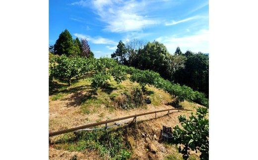 【先行予約】石元農園の土佐文旦 家庭用 大玉 約10キロ 10kg 3Lサイズ 4Lサイズ 〈2027年2月～発送〉文旦 ブンタン ぶんたん 柑橘 かんきつ 柑橘類 みかん フルーツ デザート おやつ 果物 高知 名物 傷 汚れ 家庭用 ご自宅用【石元農園】 [BQBH004]