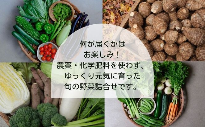 【よしだのはたけ】旬の野菜10品 やさいBOX｜京都 京北 農家直送 野菜 人気セット [ 旬のお野菜 新鮮 おまかせセット 美味しい 産地直送 野菜詰め合わせ 野菜セット 人気 おすすめ ギフト プレゼント お取り寄せ 通販 送料無料 ふるさと納税 ] 261009_B-XZ01