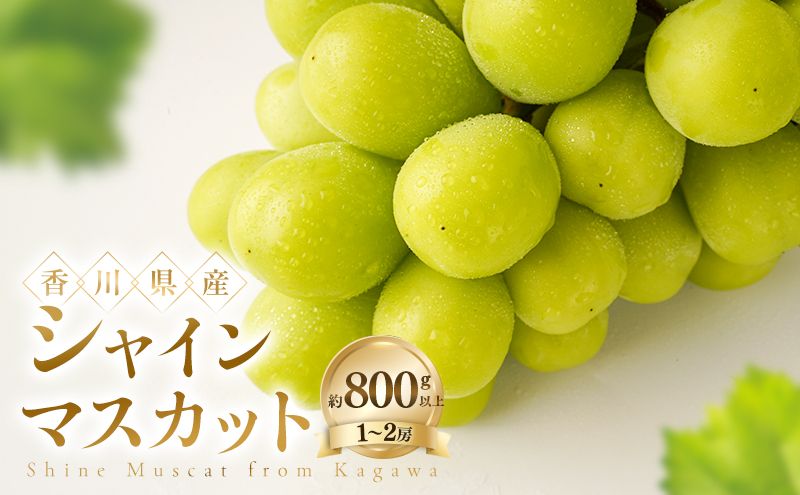 シャインマスカット 約800g以上(1〜2房) ぶどう ブドウ 葡萄 香川県産 国産 フルーツ 果物