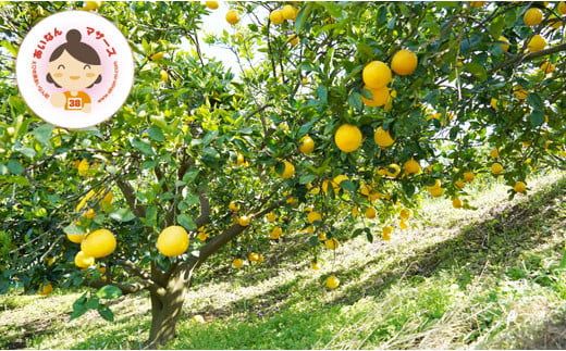 数量限定 先行予約 河内晩柑 6kg 10000円 みかん かわちばんかん mikan 蜜柑 ミカン 愛南ゴールド あいなん ゴールド 文旦 派生 和製 グレープフルーツ 産地直送 国産 農家直送 期間限定 特産品 ゼリー ジュース アイス 等に 人気 限定 甘い さわやか フルーツ 果物 柑橘 蜜柑 あいなんマザーズ 愛南町 愛媛県