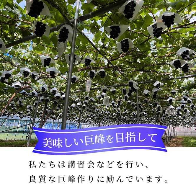 【2026年発送】志賀高原の麓で育った 種なし 巨峰 3～5房 約2kg ぶどう フルーツ 果物 デザート 長野県 長野