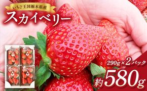 【先行予約】出会いの森いちご園 スカイベリー （290g×2パック） | いちご イチゴ 苺 栃木県 果物 くだもの フルーツ スカイベリー 新鮮 贈答 ギフト デザート スイーツ ※2026年12月～発送