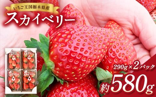 【先行予約】出会いの森いちご園 スカイベリー （290g×2パック） | いちご イチゴ 苺 栃木県 果物 くだもの フルーツ スカイベリー 新鮮 贈答 ギフト デザート スイーツ ※2026年12月～発送
