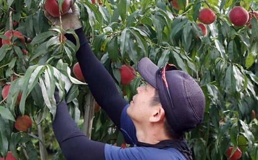 川中島白鳳 約3kg 7～12玉 ［おぶせファーマーズ］果物 フルーツ 桃 もも モモ クール便 冷蔵便 長野県産 信州産  令和8年産【2026年7月下旬～8月中旬発送】