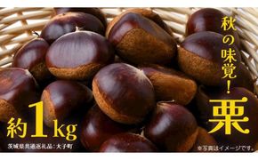 栗 1kg 【2026年9月上旬発送開始】(茨城県共通返礼品：大子町) くり マロン 果物 スイーツ モンブラン 栗きんとん 生栗 焼き栗 甘栗