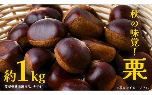 栗 1kg 【2026年9月上旬発送開始】(茨城県共通返礼品：大子町) くり マロン 果物 スイーツ モンブラン 栗きんとん 生栗 焼き栗 甘栗