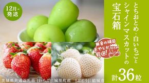 「粒々いちご36粒」とちおとめと白いちごとシャインマスカットの宝石箱【12月より発送開始】（茨城県共通返礼品 [いちご]：城里町産　[ぶどう]：結城市） 詰め合わせ 果物 フルーツ 茨城県産 [BI448-NT]