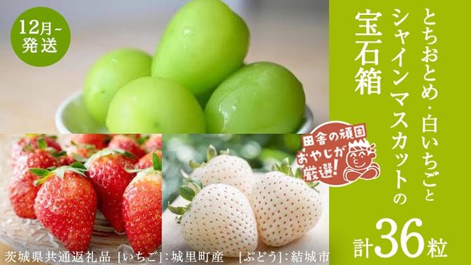 y錧΂݂炢szuX36vƂƂ߂ƔƃVC}XJbg̕Δy12蔭Jnzi錧ʕԗi []F闢Y@[Ԃǂ]Fsj lߍ킹 ʕ t[c 錧Y [BI448-NT]