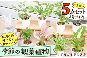 【植物をもっと身近に】京都・京丹後の専門店が厳選！観葉植物5点セット｜癒しと彩りのグリーン便　YE00003