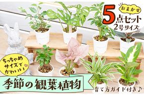 【植物をもっと身近に】京都・京丹後の専門店が厳選！観葉植物5点セット｜癒しと彩りのグリーン便　YE00003