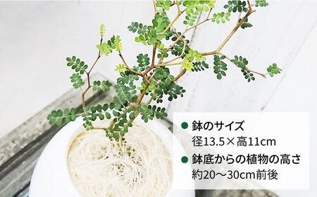 ソフォラ 糸島市 / cocoha [AWB014] 観葉植物 緑 グリーン 暮らし インテリア 植物 鉢 おしゃれ 室内