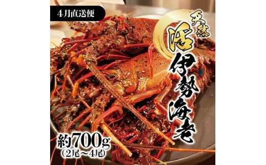 4月直送便 土佐獲れ 活伊勢海老 約700g（２尾～４尾）