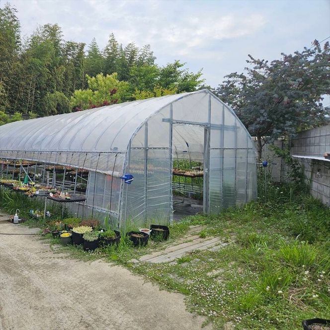 159-2055-02　セダム（多肉植物） 寄せ植えキッド：3個セット 【 神奈川県 大磯町 】