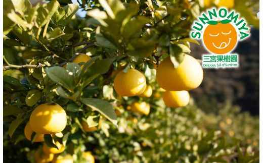 三宮果樹園の土佐文旦 ご家庭用Lサイズ 3kg ぶんたん ブンタン 3キロ フルーツ 柑橘 みかん 果物 くだもの 柑橘類 デザート ご自宅用 ご家庭用 自分用 お取り寄せ おいしい 国産