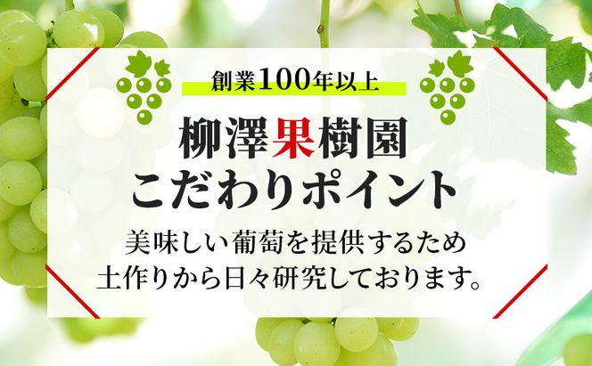 訳あり シャインマスカット 約1.2kg 粒 YANAGISAWA ぶどう 長野 マスカット ブドウ フルーツ 果物 シャイン 果物類 