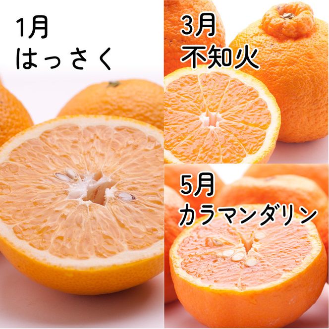 家庭用 柑橘定期便M（奇数月）全6回 ［IKE308］ 303446_BB90217