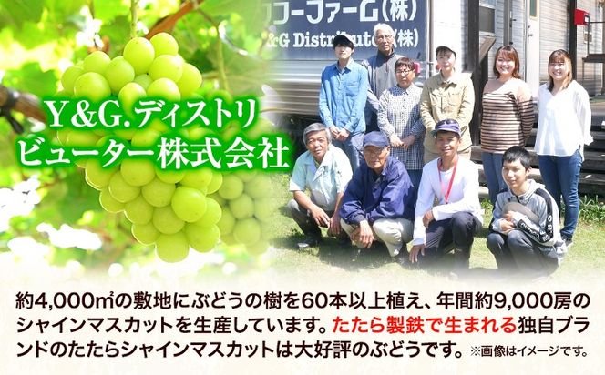 【令和7年度産先行予約】 【3回定期便】マスカット シャインマスカット 約2kg(3~5房)《8月下旬-10月下旬頃出荷》たたらみねらる ギフト 糖度18度以上 フルーツ 種無し ぶどう 葡 Y&G．ディストリビューター 岡山県 笠岡市 定期便---Y-05---