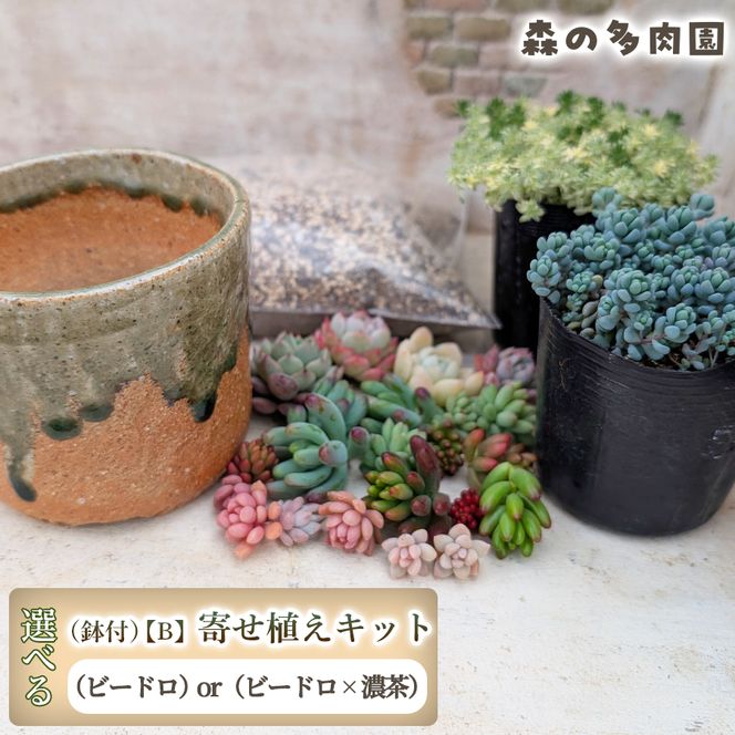 【届いてすぐ楽しめる！】多肉を育ててみたい方へのセット商品寄せ植えキット（鉢付）【B】 ・苗・土・伊賀焼オリジナル陶器鉢3.0号 1セット 多肉植物 家庭菜園 伊賀焼 陶器鉢 土 苗 初心者 簡単 色鮮やか 三重県 名張市