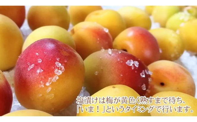 訳あり 梅干し（傷もの）900g　ご飯のお供 肉厚 種が小さい 紅映 天然塩 鮮やか 芳醇な香り コク 紫蘇漬け 二度漬け すっぱい