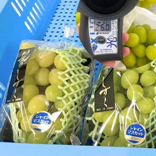 茨城県常総市産 シャインマスカット 約3kg｜ぶどう ブドウ 葡萄 果物 フルーツ 贈り物 ※2026年8月中旬～9月中旬頃に順次発送予定