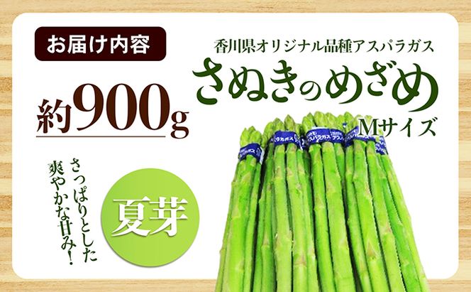 アスパラガス【さぬきのめざめ】夏芽Mサイズ900g グリーンアスパラガス 野菜 柔らかい シャキシャキ 旬の野菜 国産 食材 
