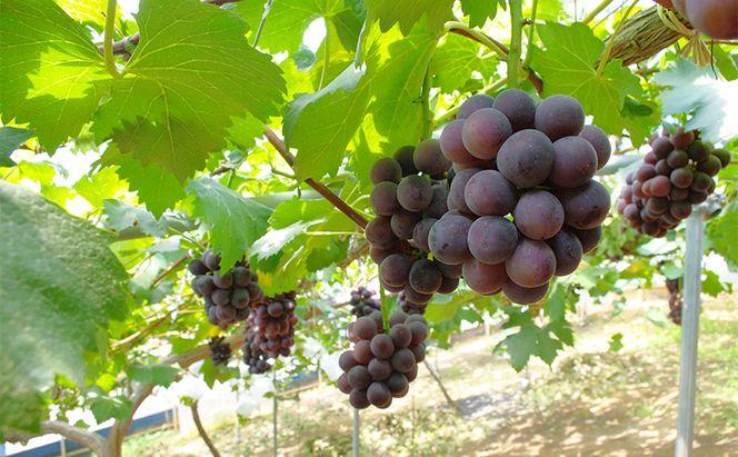 【2026年先行予約】 ぶどう 岡山県産 晴れの国からの 贈り物 ピオーネ ＆ シャインマスカット 詰合せ 1.2kg以上(2房)《2026年8月下旬-9月下旬出荷》 葡萄 ブドウ フルーツ 果物 数量限定 期間限定 里庄町