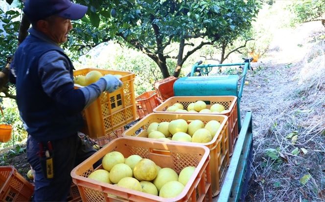 香る！さっぱり！岡林さんの土佐文旦　贈答用5kg