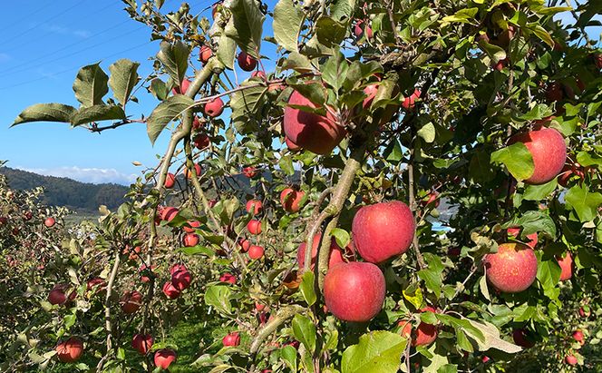 【2026年12月発送】今日を癒すひと玉 私のサンふじ　サンふじ　家庭用　5kg りんご 果物