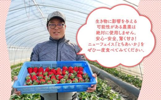 【先行予約】【数量限定】とちあいか 290g×6パック｜いちご イチゴ 苺 先行予約 栃木県 果物 くだもの フルーツ とちあいか 新鮮 贈答 ギフト 食べ比べ 真空パック ※2025年11月上旬頃より順次発送予定