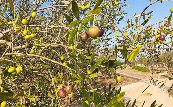 オリーブオイル 小豆島の恵み 100％小豆島産 手摘み エキストラバージンオリーブオイル 85g×2本セット