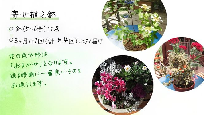 《 3ヶ月に1回お届け！年4回 定期便 》【 確実園 オリジナル 】 寄せ植え （おまかせ1点） ガーデニング 花 はな フラワー 鉢 鉢植え [BG011us]