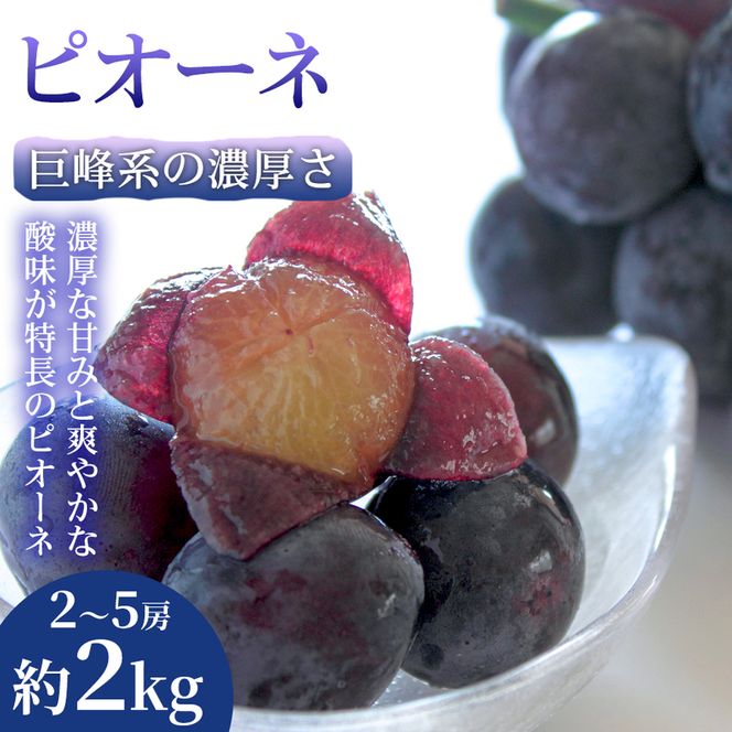 【巨峰系の濃厚さ】熊本県産ピオーネ｜食べ応え抜群の大粒ぶどう 2～5房(約2kg) 1箱 ピオーネ ぶどう フルーツ 高級 大粒 甘い ギフト 濃厚  贈答用 家庭用 お取り寄せ 熊本県