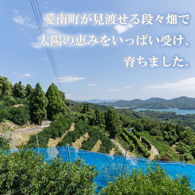 【先行予約】 レモン 約 3kg 24個 檸檬 フルーツ 果物 くだもの 柑橘 国産 新鮮 減農薬 ノンワックス 防腐剤 不使用 皮ごと 牡蠣 かき 魚 さかな 肉 にく スイーツ パスタ みかん 蜜柑  愛媛県 愛南町