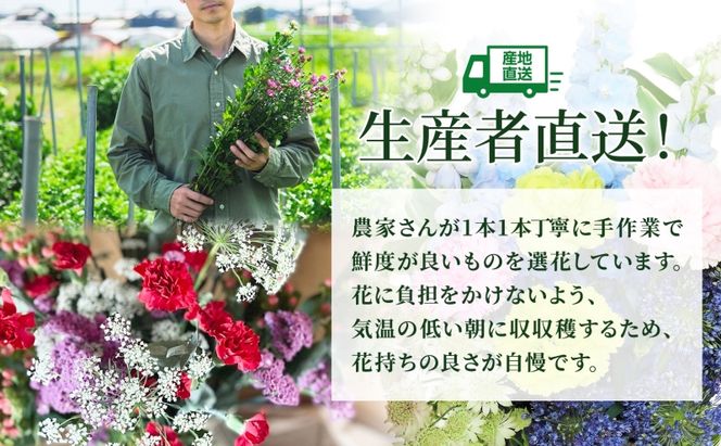 ＜選べる配送月＞ 北海道 カーネーション ミックス 4品種 20本以上 花 花束 切花 ブーケ 旬 季節 詰め合わせ 生花 フラワー アレンジメント 産地直送 