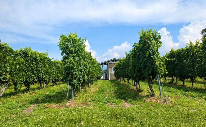 Merlot／メルロー 2023　長野　信州　小諸市ワイン　赤ワイン