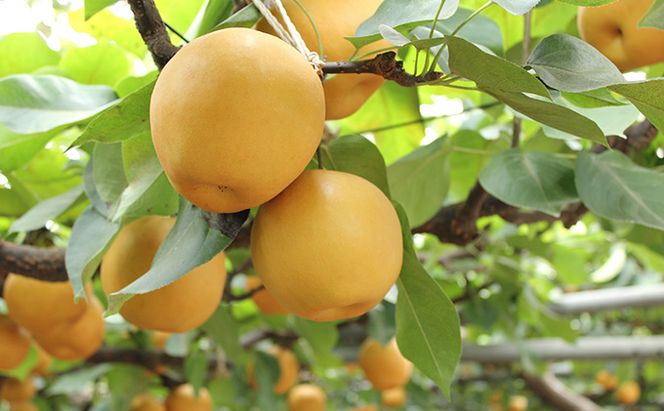 梨 2026年 先行予約 新高梨 3～6玉 青秀以上 合計約4.0kg 梨 なし 果物 フルーツ 岡山県産 化粧箱入り 大きい 形 おいしさ 梨の王様 大玉 甘み みずみずしく 上品 風味 シャリシャリ 美味しさ 