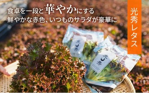 【6ヶ月定期便】美濃国やさいセット 計12袋 ｜ 野菜 野菜セット レタス フリルレタス 水耕栽培 安全 安心 衛生的 新鮮 シャキシャキ 産地直送 サラダ サンドイッチ ※離島への配送不可