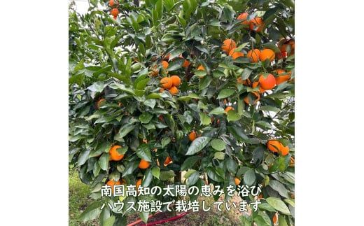 【先行予約】ブラッドオレンジ　約3kg　〈2027年2月中旬～3月中旬頃発送〉  / 果物　柑橘　フルーツ　オレンジ　高知県土佐市　お取り寄せ 産地直送　おいしい 美味しい　白木果樹園【白木果樹園】 [BQAI042]