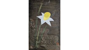 【 限定１点 】ビーナス [BG119-NT]