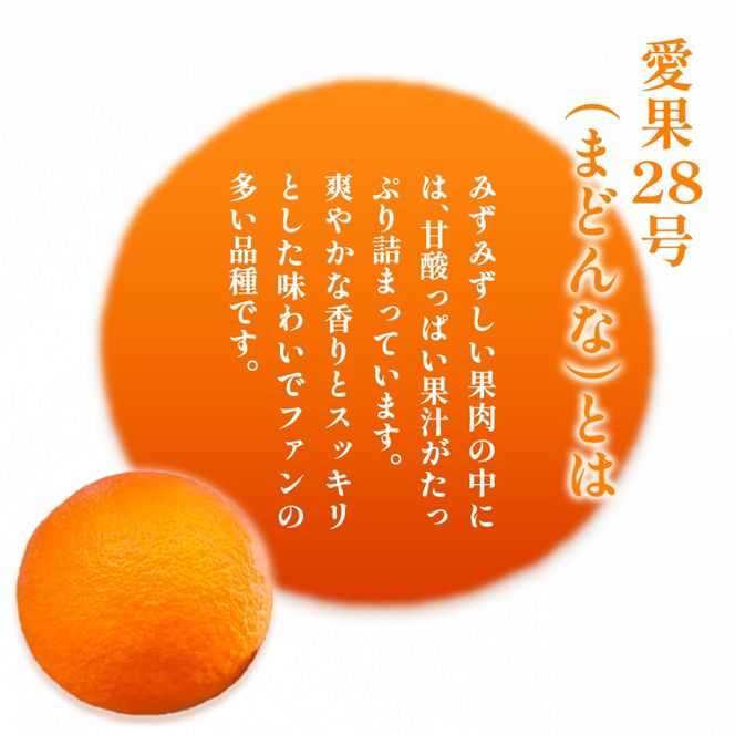 【先行予約】【数量限定】浅野農園の愛果28号（まどんな）家庭用計3kg※離島への配送不可（2026年12月中旬～2027年1月中旬頃に順次発送予定）IKTAC024