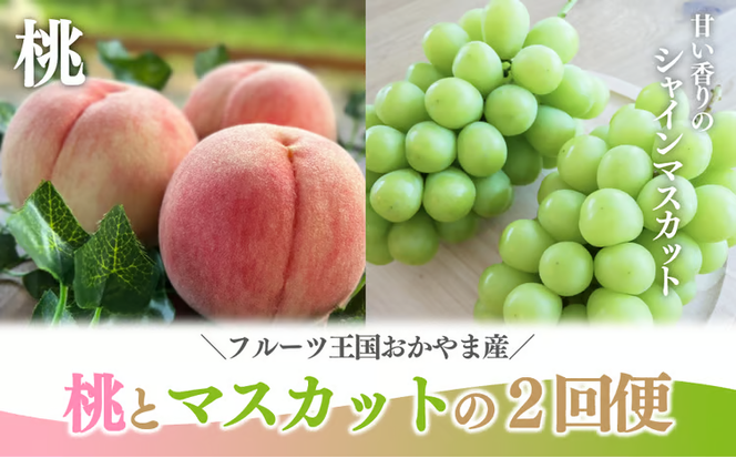 【2026年先行予約】桃とシャインマスカットが産地直送で届く！ご家庭用２回便 (定期便)(岡山県産)【KF-T048-04】