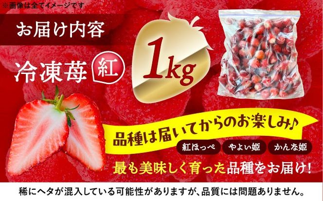 冷凍苺 1kg 果物 フルーツ 紅ほっぺ やよい姫 かんな姫 愛西市 / くぼ苺農園 【配達不可：離島】[AECJ025]
