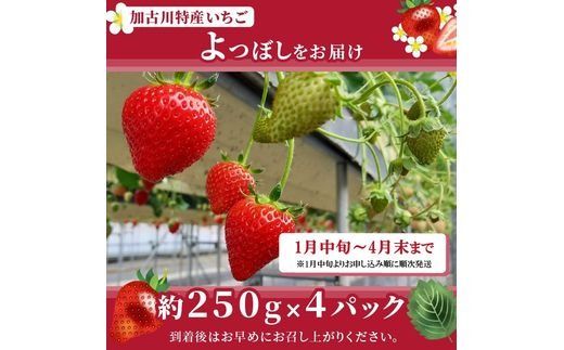 兵庫加古川(小林農園)特産いちご 4パック[1月中旬より順次発送]《 苺 いちご 期間限定 よつぼし フルーツ 果物 》【2401C09502】