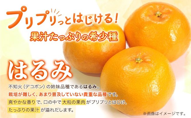 厳選 はるみ 2.5kg+250g（傷み補償分） 池田鹿蔵農園 日高町《2月上旬-3月末頃出荷》和歌山県 日高町 はるみ みかん 柑橘 フルーツ デコポンの姉妹品種 光センサー選別【配送不可地域あり】---wsh_idn325_2j3m_25_12000_2500g---