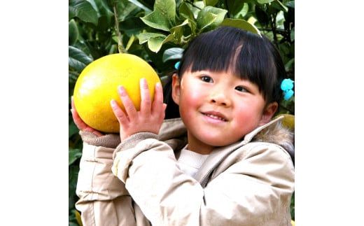 楠瀬さんの土佐文旦 家庭用大玉 約3kg 約3キロ 4L～2L ぶんたん ブンタン フルーツ 柑橘 みかん 果物 くだもの 柑橘類 デザート おやつ さっぱり おいしい 甘い お取り寄せ 国産