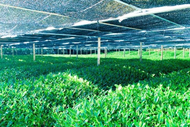 宇治・有機冠茶（かぶせちゃ）ティーバッグ 4ｇ×40個入×2缶　〈有機 オーガニック 無農薬 お茶 茶 煎茶 緑茶 かぶせ茶 ティーバッグ ティーパック 飲料 日本茶 加工食品 冠茶 茶缶〉 